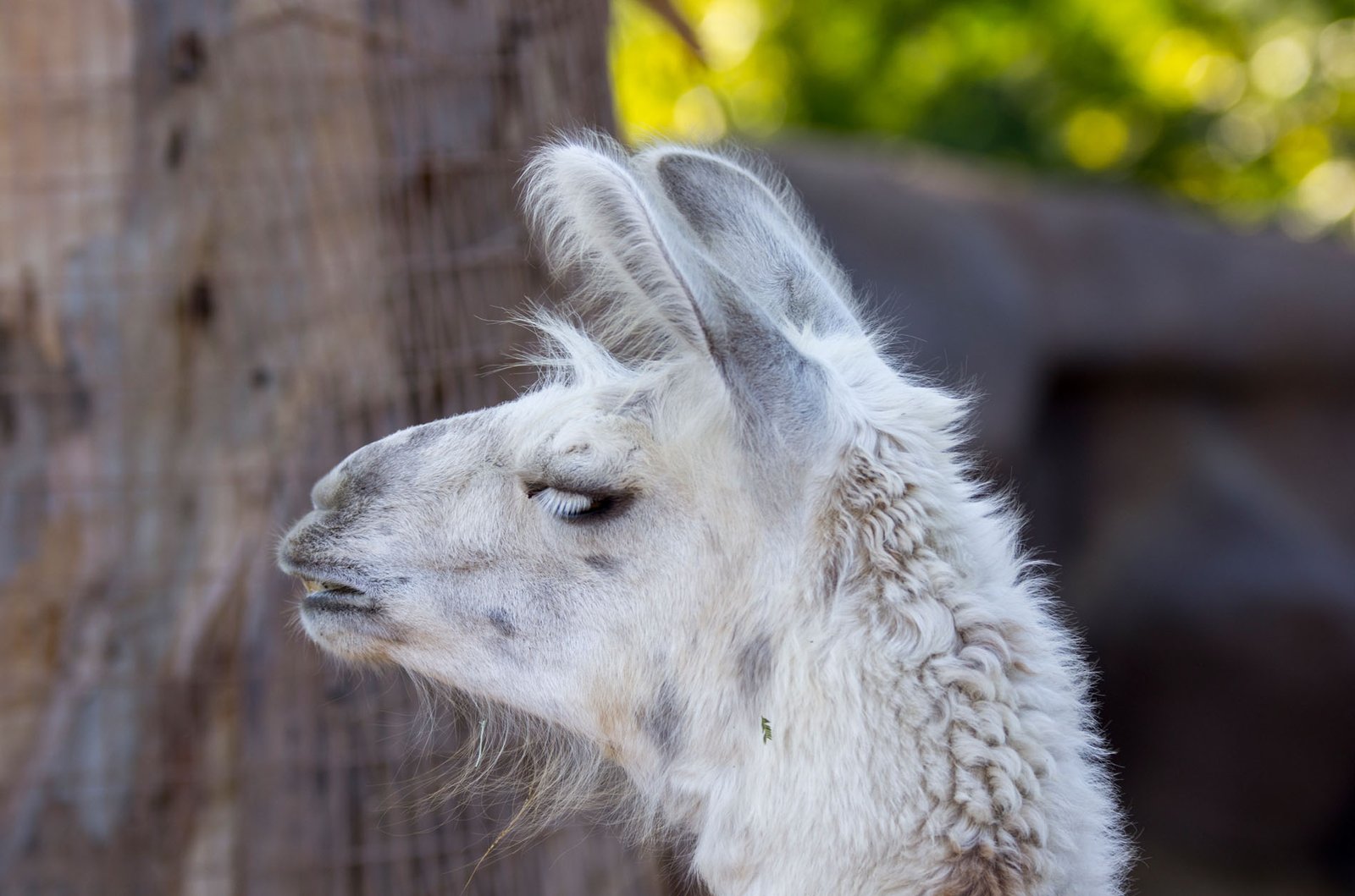 San Diego Zoo Part I 035